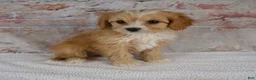 Cavapoo dogs for sale: Hugo - Ad 2