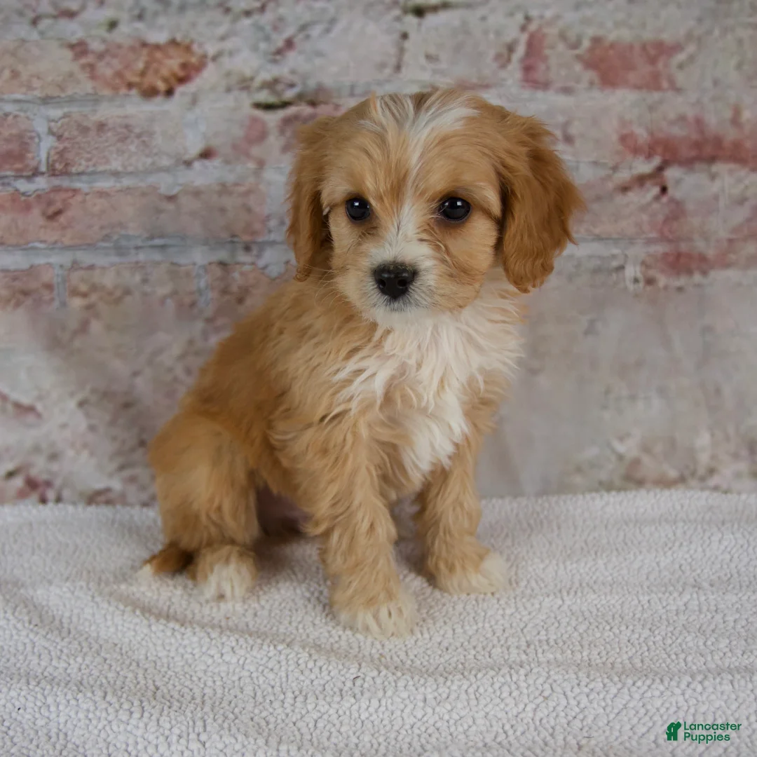 Cavapoo dogs for sale: Hugo - Ad 2