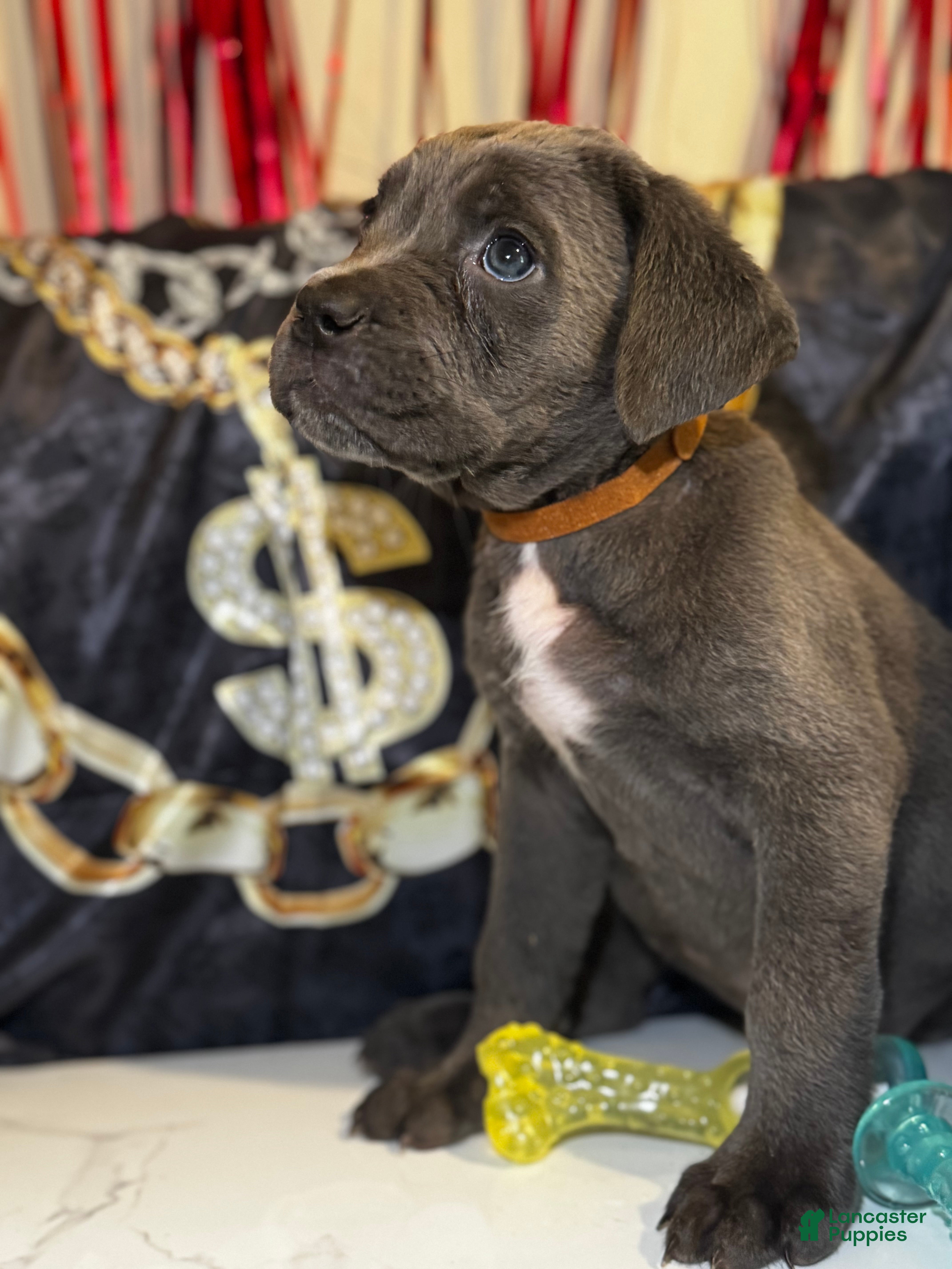 Cane Corso dogs Maple - Ad 9