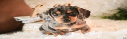 Miniature Dachshund dogs for sale: Benji - Ad 1