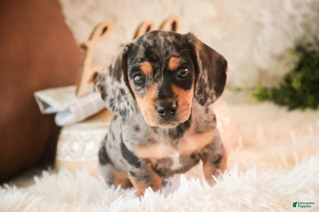 Miniature Dachshund dogs for sale: Benji - Ad 1