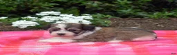Teddy Bear dogs for sale: Monkey - Ad 3