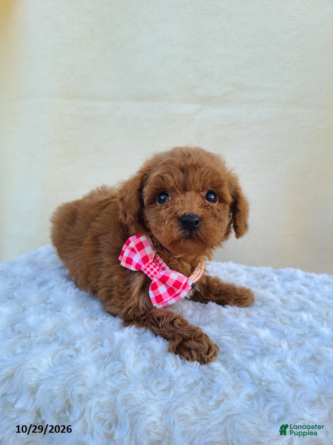 Miniature Poodle dogs for sale: Glenna - Ad 2