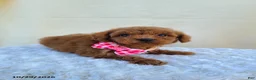 Miniature Poodle dogs for sale: Glenna - Ad 2