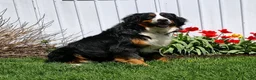 Mini Bernedoodle dogs for sale: Sadie - Ad 6
