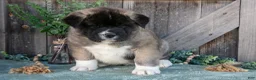 Akita dogs for sale: Sarge - Ad 3