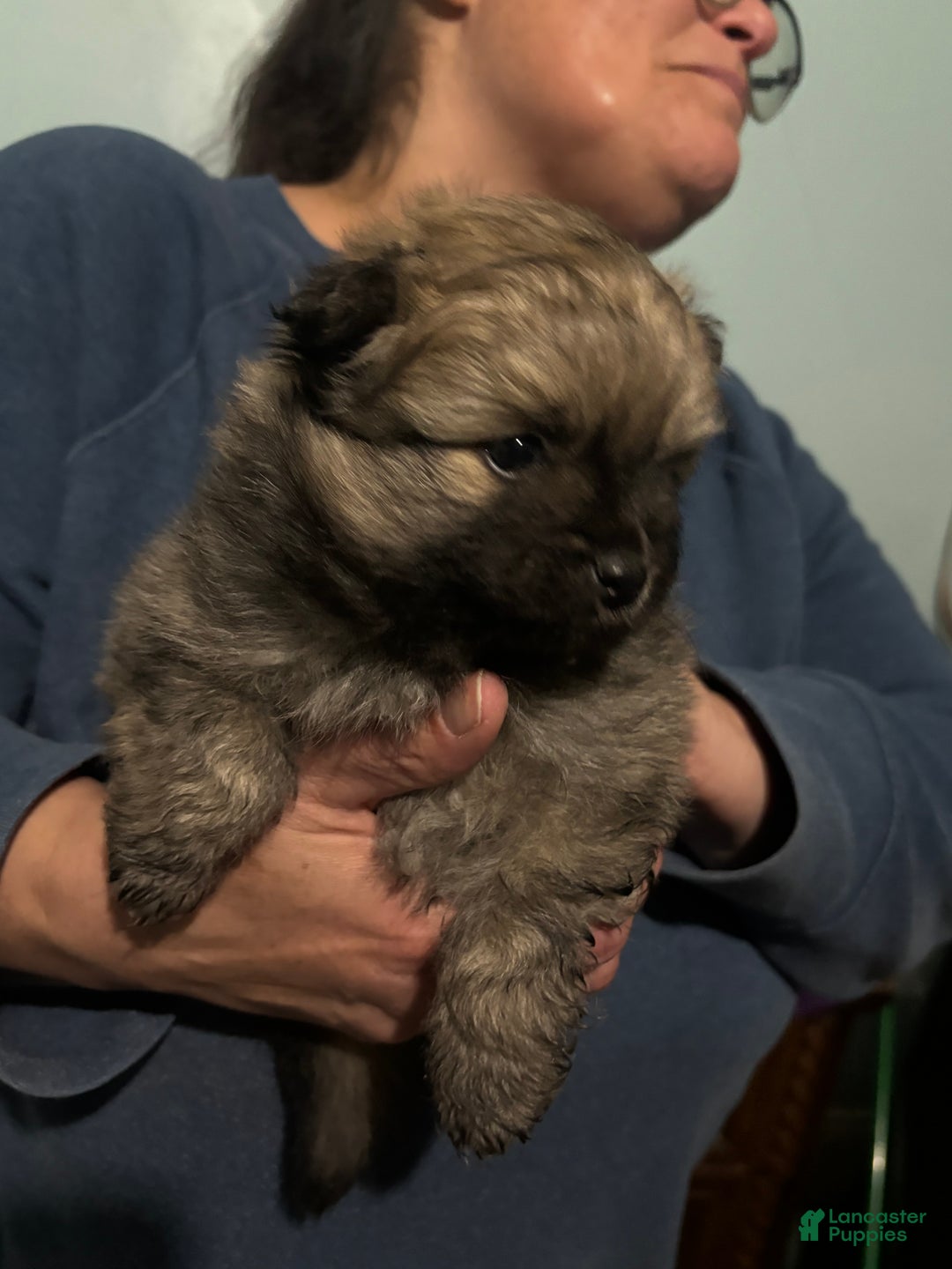 Pomeranian dogs for sale: Pomeranian Puppy 1 - Ad 1