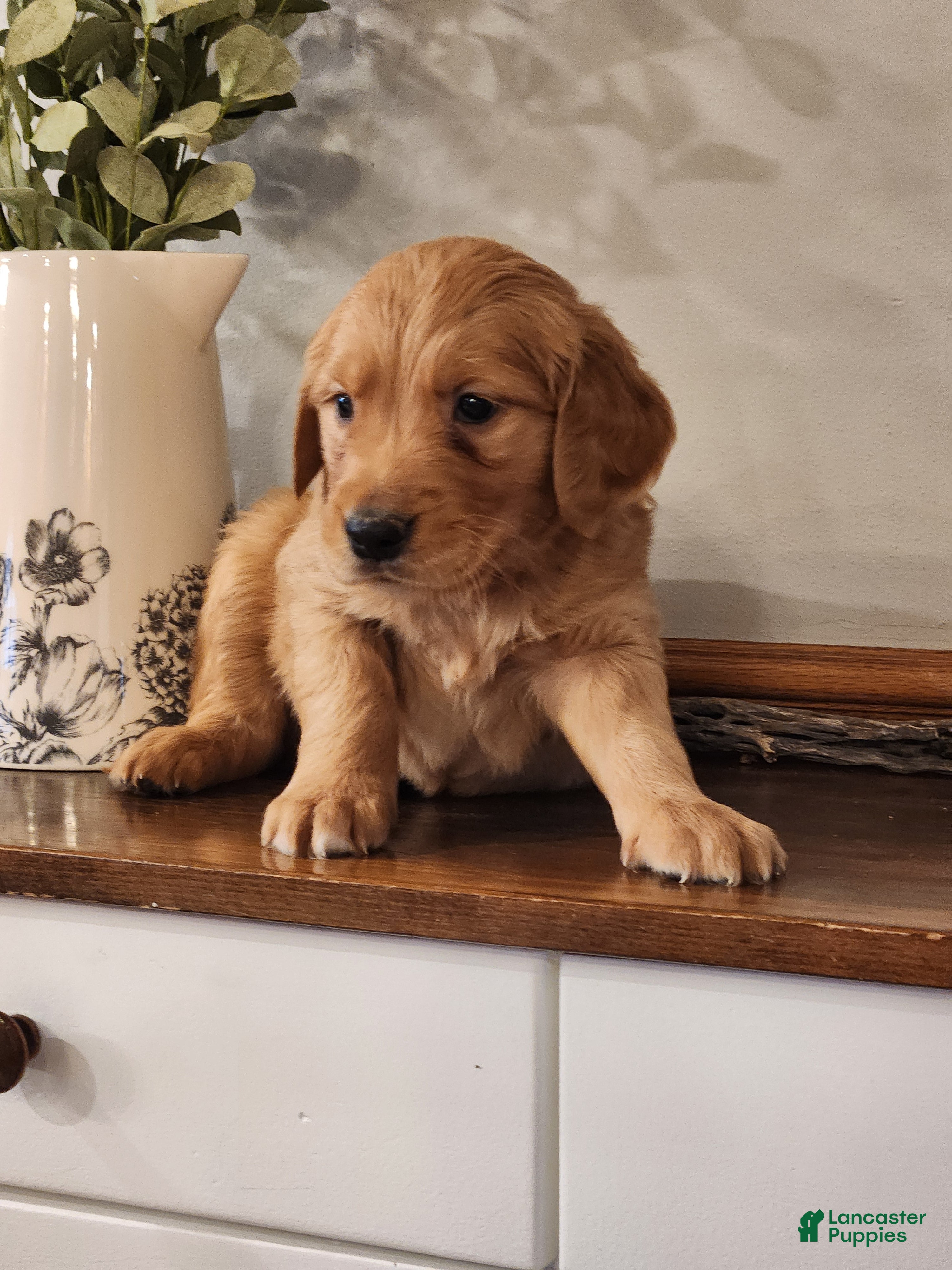 Golden Retriever dogs Rocky - Ad 31