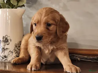 Golden Retriever dogs Rocky - Ad 41