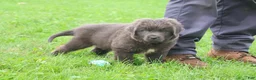 Newfoundland dogs for sale: Montoya - Ad 3
