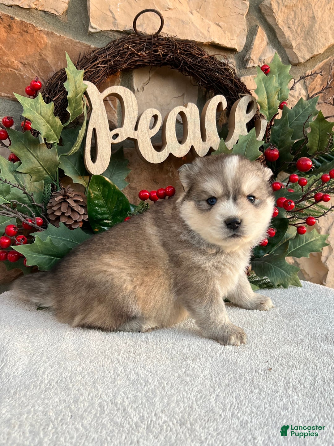 Pomsky dogs for sale: Angel - Ad 4