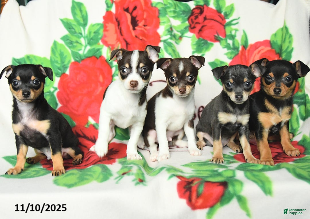 Chihuahua dogs for sale: Scott - Ad 5