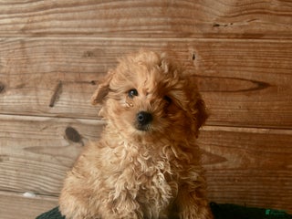 Mini Goldendoodle dogs Nature - Ad 36