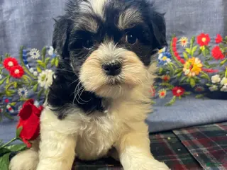 Havanese dogs Daisy - Ad 42
