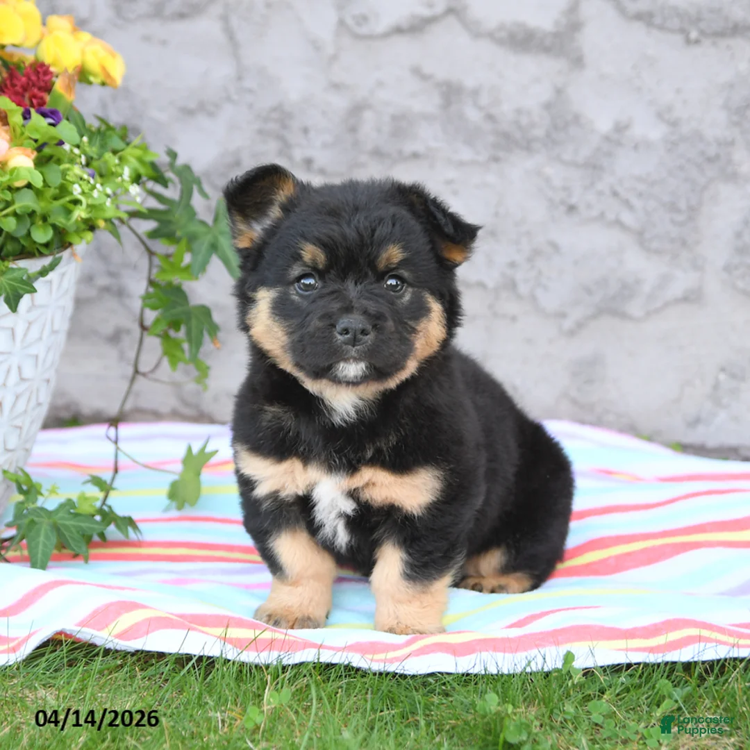 Mixed Breed dogs for sale: Legend - Ad 1