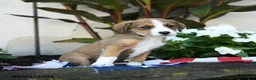 Mixed Breed dogs for sale: Una  - Ad 2