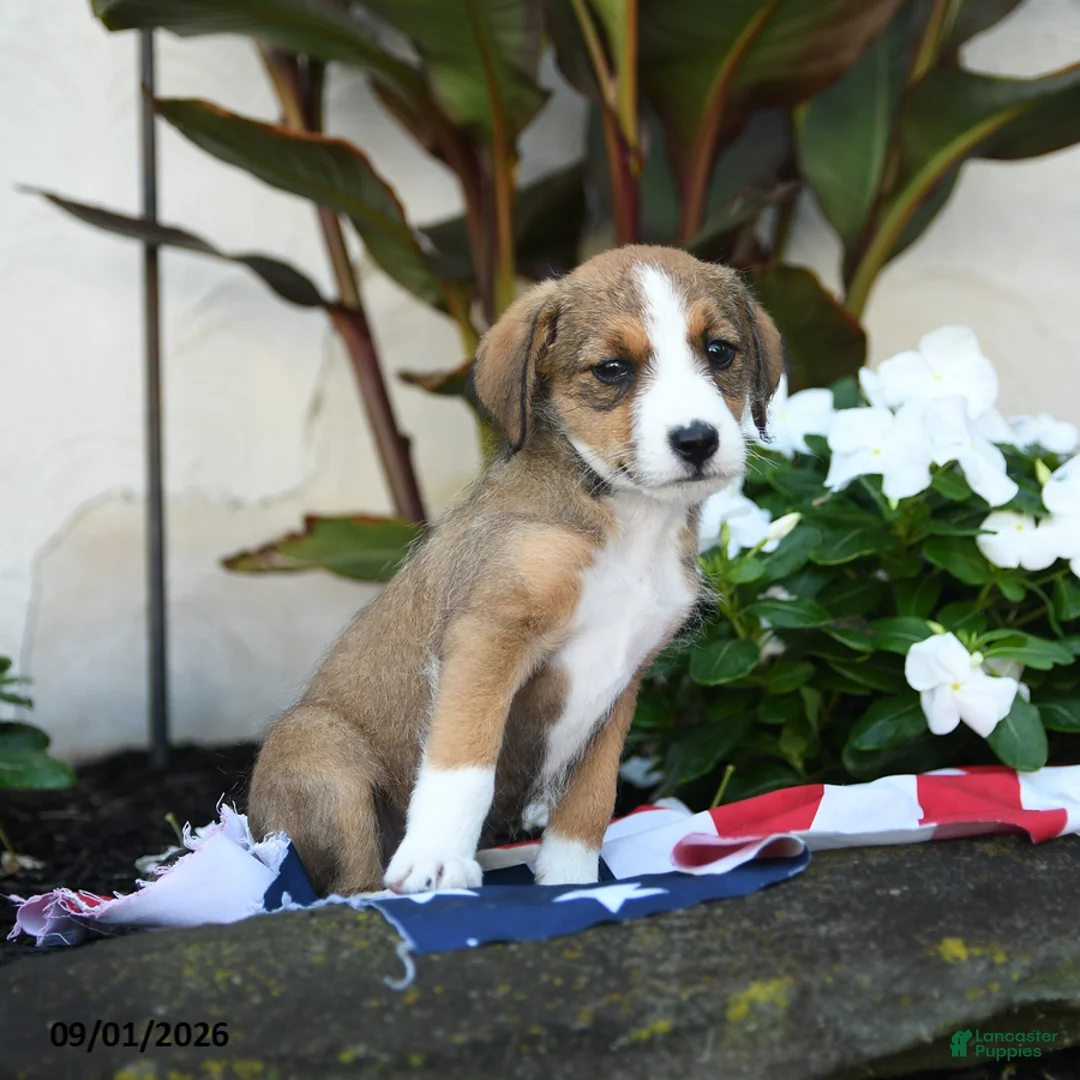 Mixed Breed dogs for sale: Una  - Ad 2