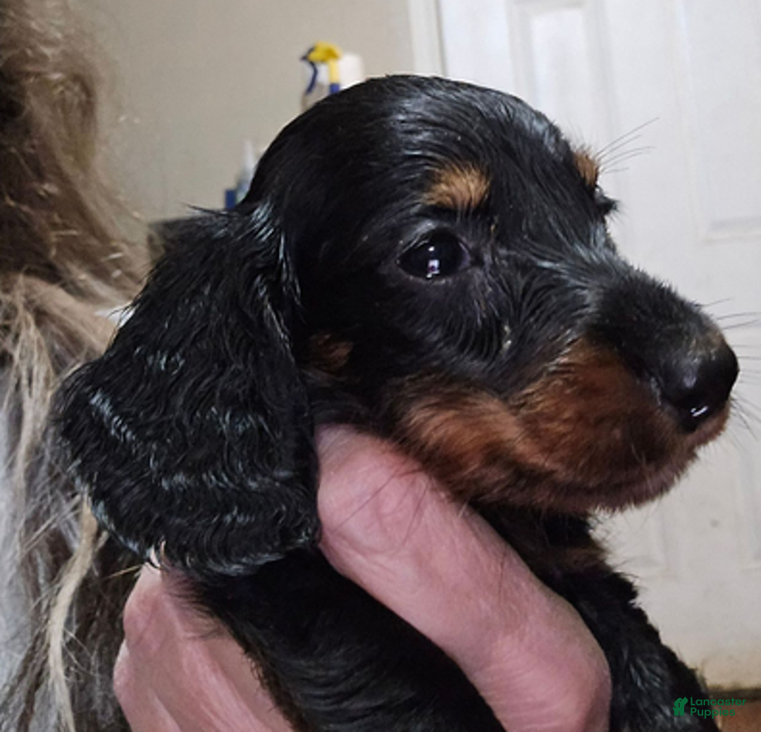 Dachshund dogs for sale: Smaller boy - Ad 5
