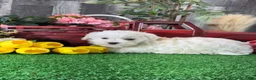 Havanese dogs for sale: Howie - Ad 5