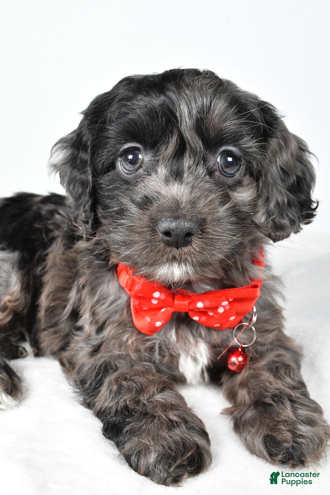 Cockapoo dogs for sale: Austin - Ad 3