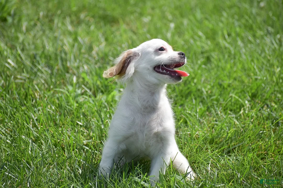 Mixed Breed dogs for sale: Mariah - Ad 5