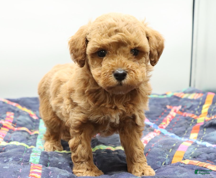 Toy Poodle dogs Light Red Boy - Ad 4