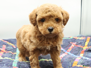 Toy Poodle dogs Light Red Boy - Ad 4