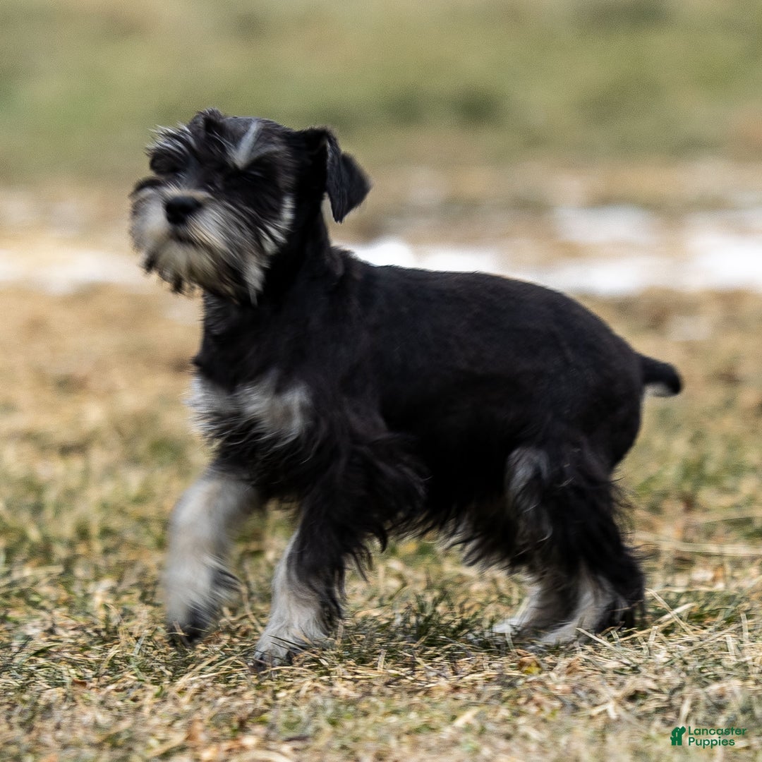 Miniature Schnauzer dogs for sale: Viva - Ad 3