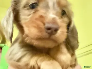 Miniature Dachshund dogs Champion bred Russian - Ad 28