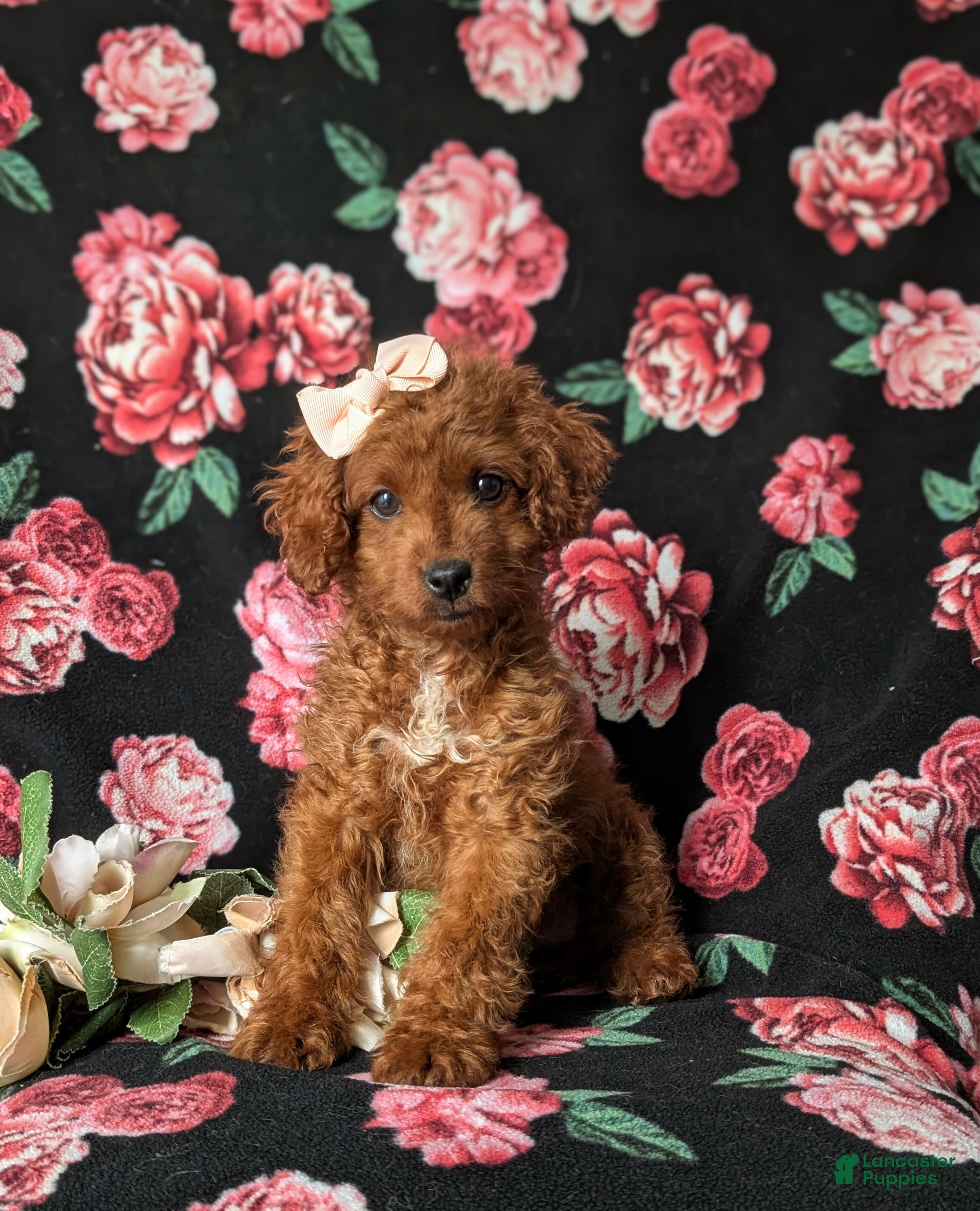 Cockapoo dogs Hayley Hypoallergenic - Ad 2