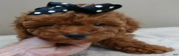 Toy Poodle dogs for sale: Deep Red - Ad 13