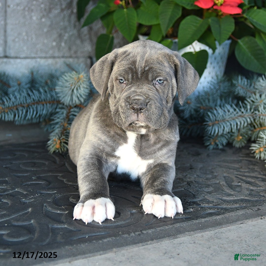 Cane Corso dogs for sale: Flurry - Ad 3