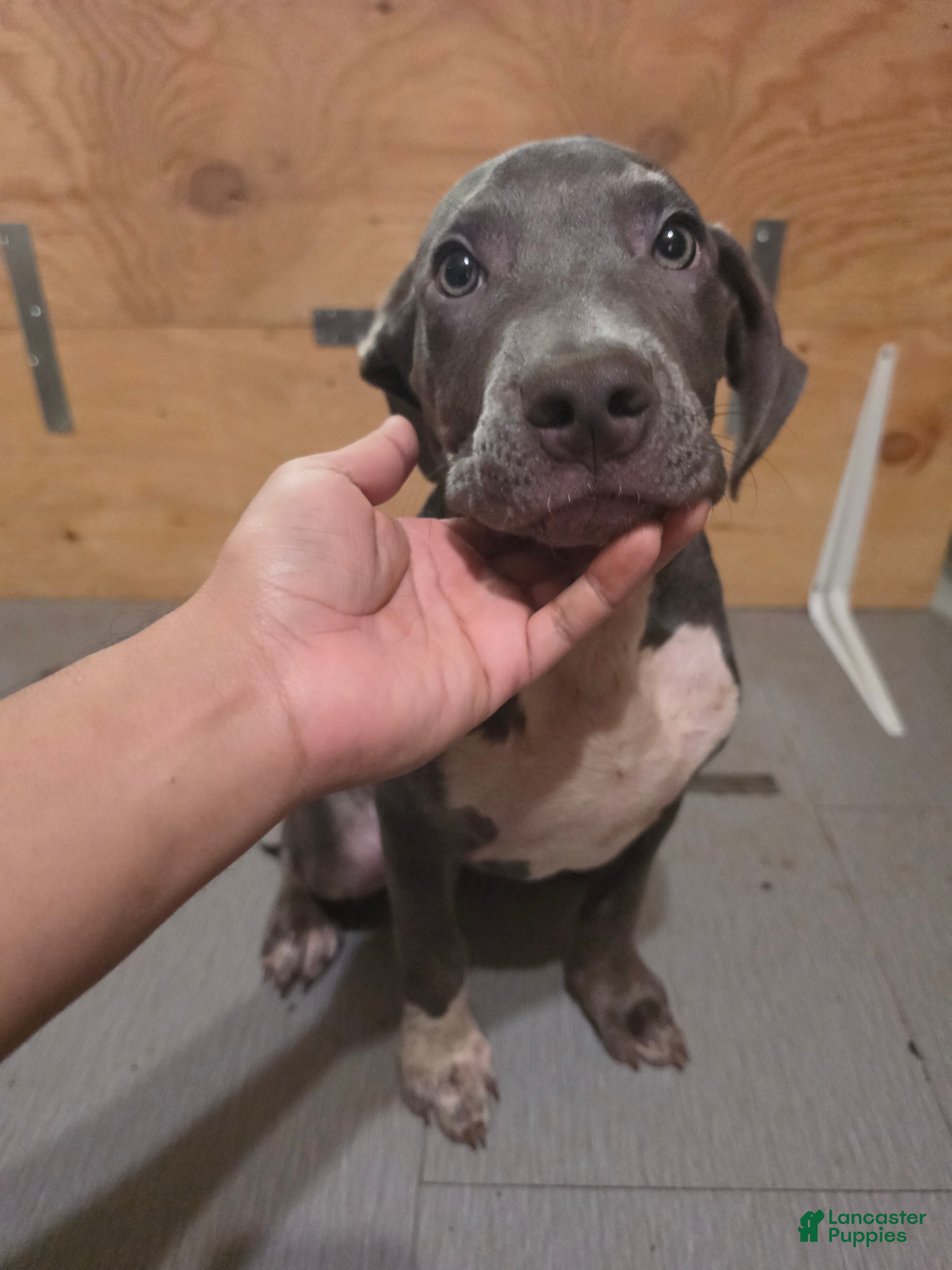 American Bully dogs for sale: American Bully 2 Male - Ad 1