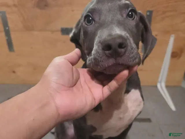 American Bully dogs for sale: American Bully 2 Male - Ad 1