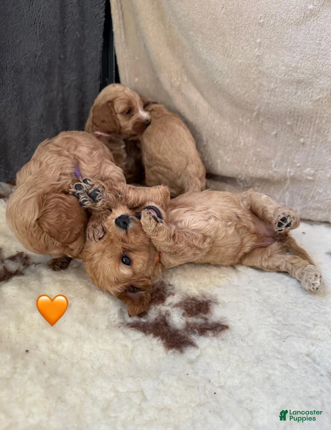 Cavapoo dogs for sale: Britney  - Ad 5