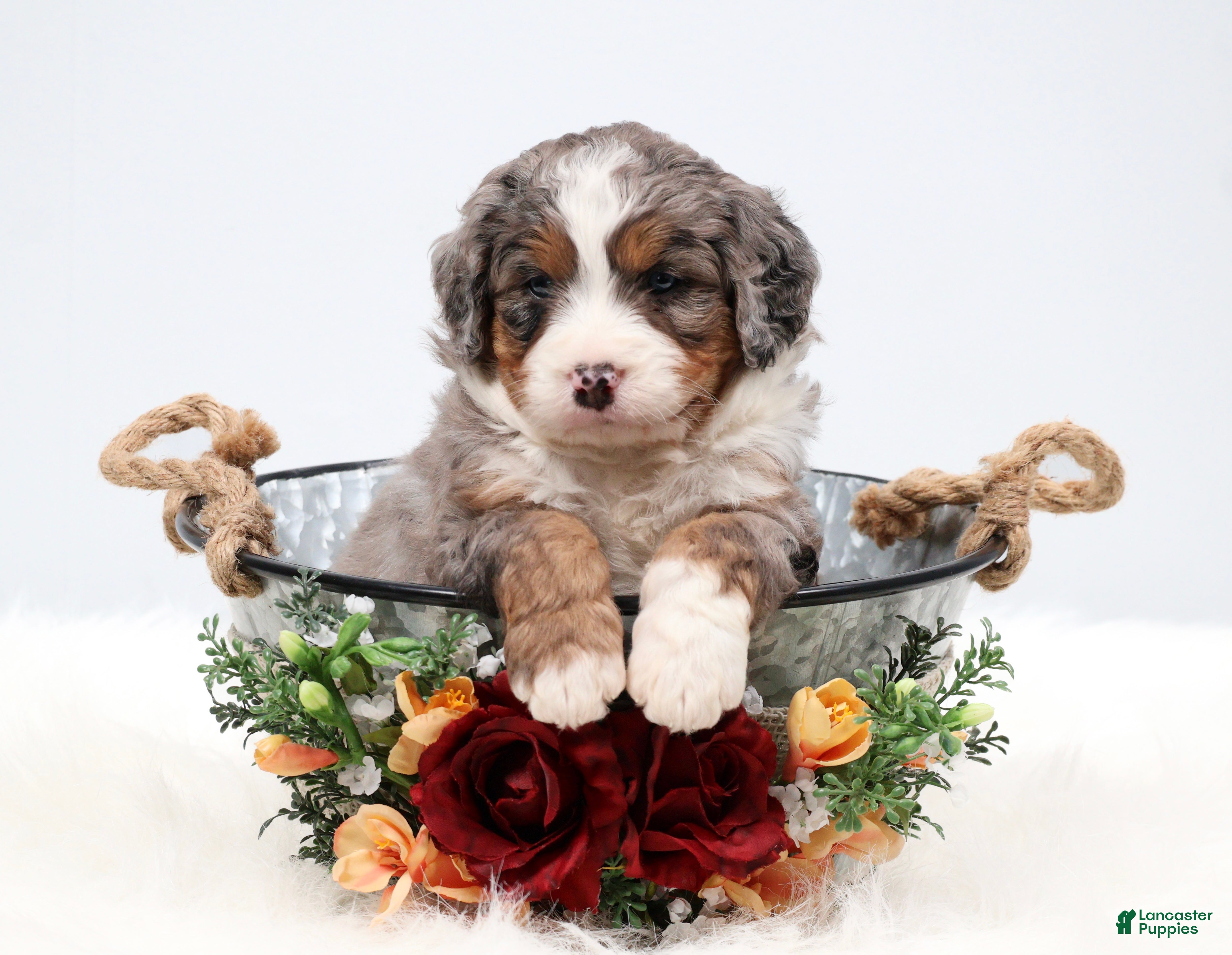 Mini Bernedoodle dogs Fido - Ad 1