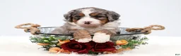 Mini Bernedoodle dogs for sale: Fido - Ad 13