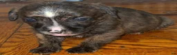 Mixed Breed dogs for sale: Mixed Breed 4 - Ad 4