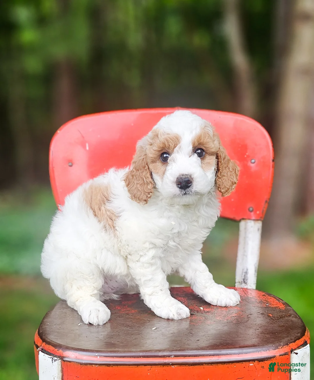 Mini Goldendoodle dogs for sale: Lily - Ad 2