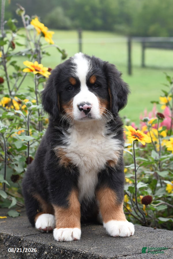 Bernese Mountain Dog dogs Max - Ad 1