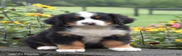 Bernese Mountain Dog dogs for sale: Max - Ad 1
