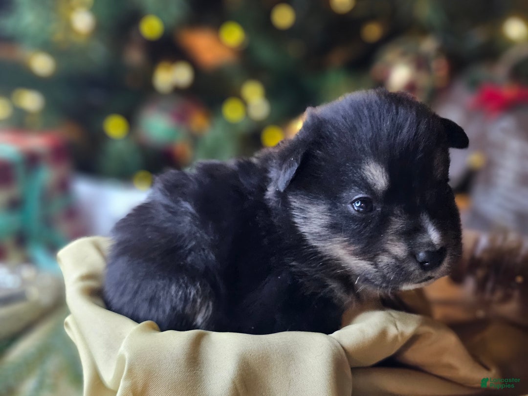 Mixed Breed dogs for sale: The Enchanted Pomalier 🐾 - Ad 8