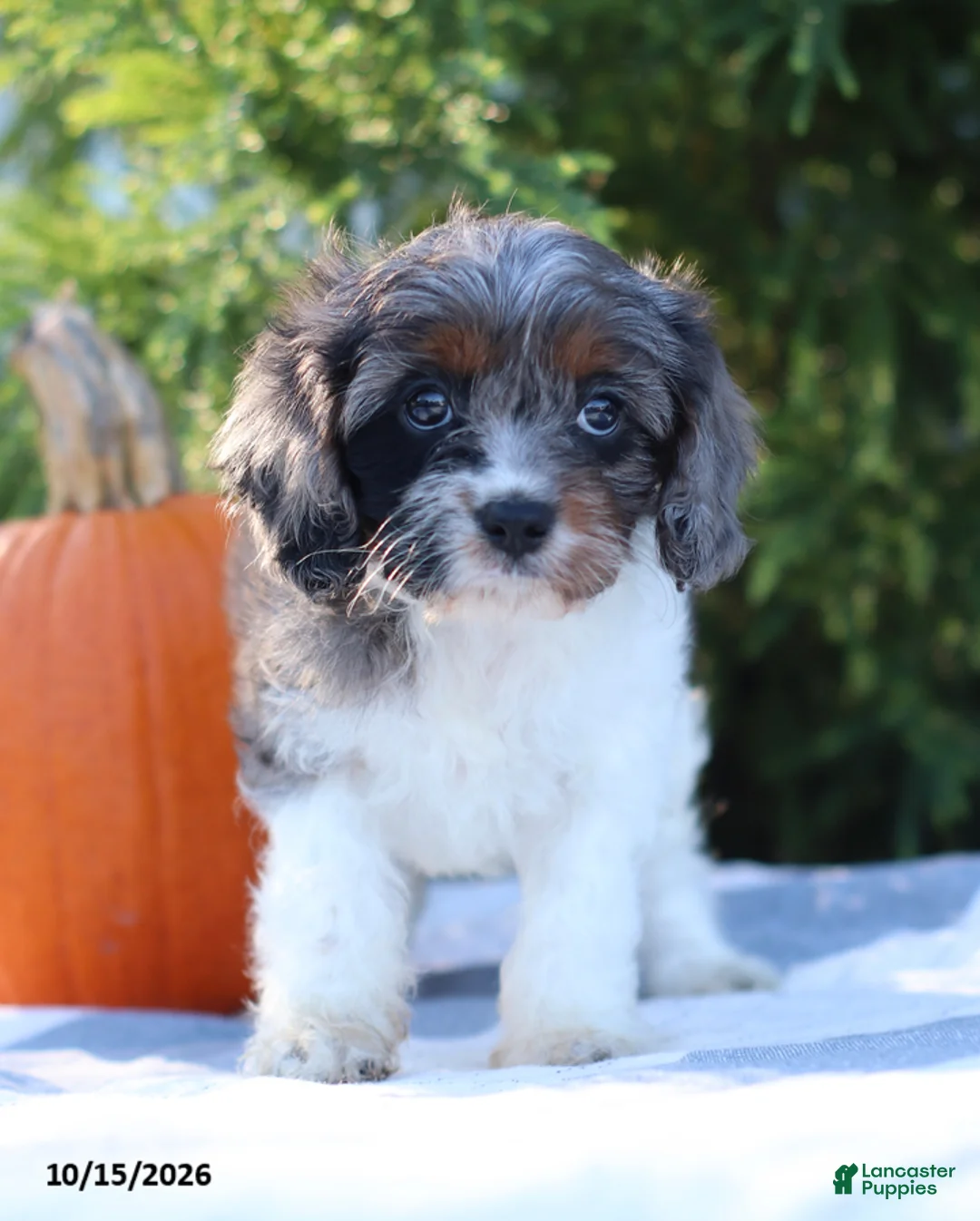 Cavapoo dogs for sale: Cupcake - Ad 5