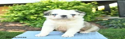 Pug dogs for sale: Shadow  - Ad 2