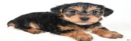 Morkie dogs for sale: Nicole - Ad 6