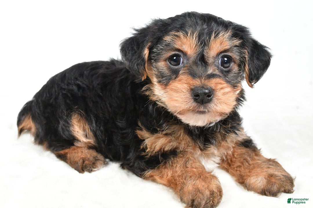 Morkie dogs for sale: Nicole - Ad 6