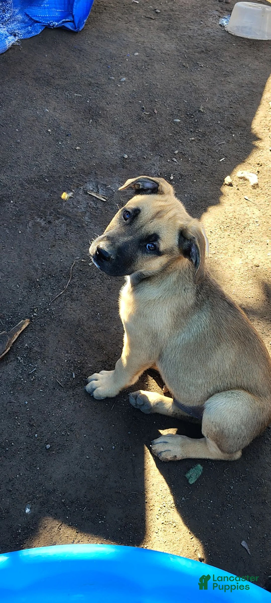 American Pit Bull Terrier dogs for sale: American Pit Bull Terrier 1 - Ad 1