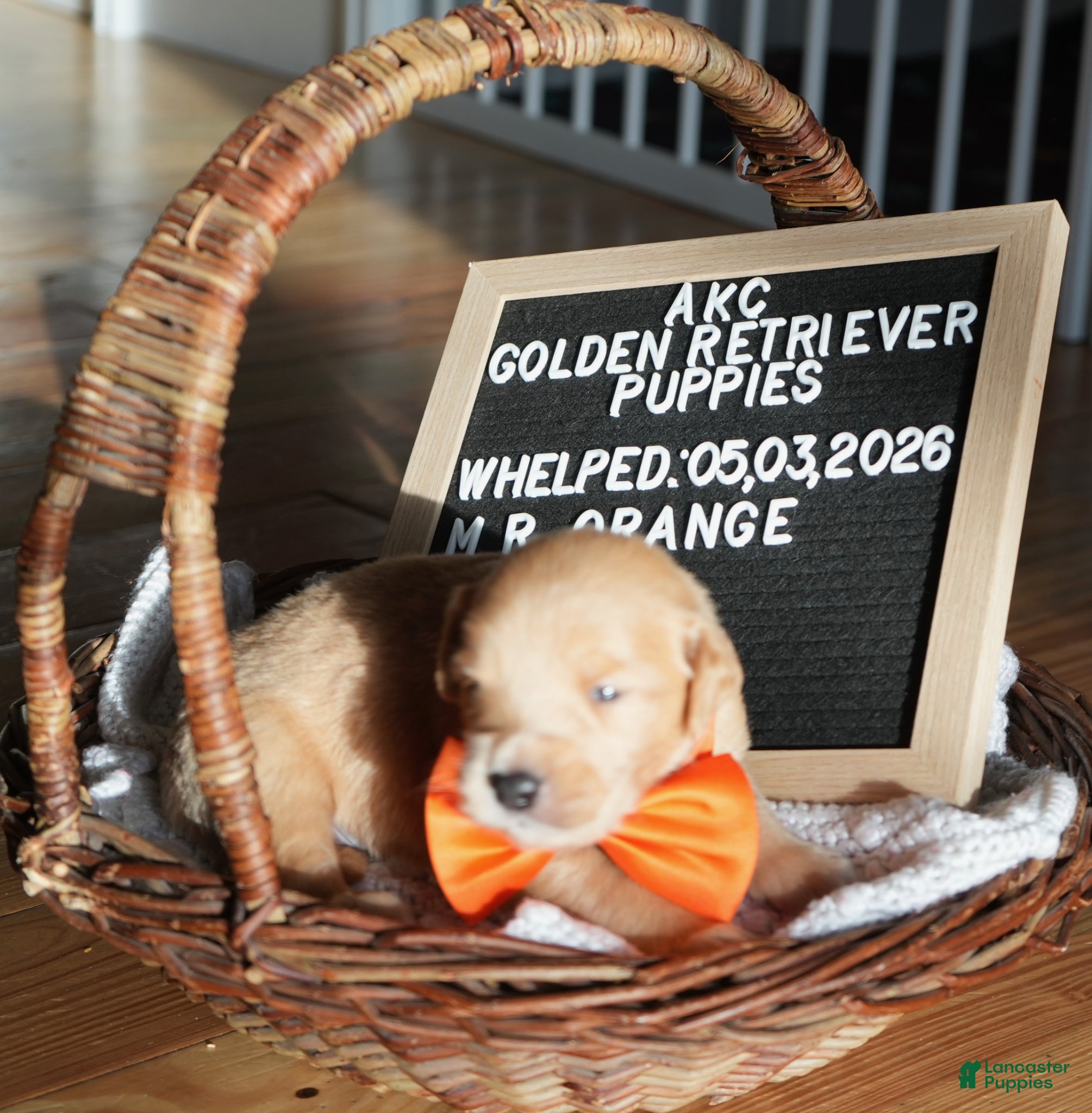 Golden Retriever dogs Mr. Orange - Ad 1