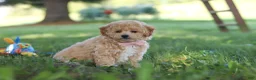 Bichpoo dogs for sale: Teddy  - Ad 3