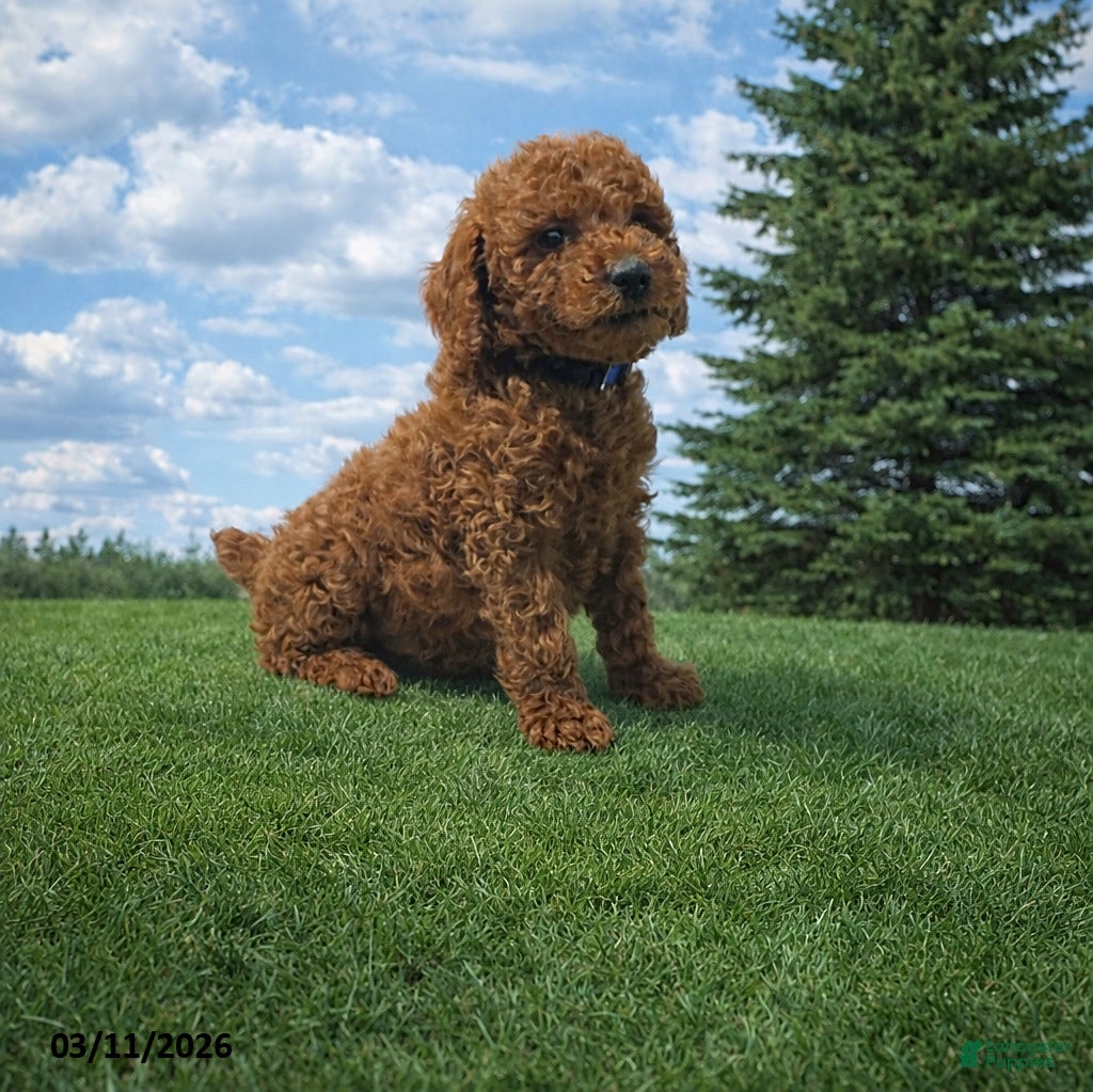 Miniature Poodle dogs Cody - Ad 1